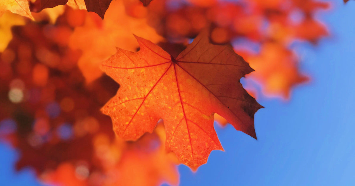Golden autumn leaves against a clear blue sky - Fall Jewelry Trends Ruby Acorn Blog Post